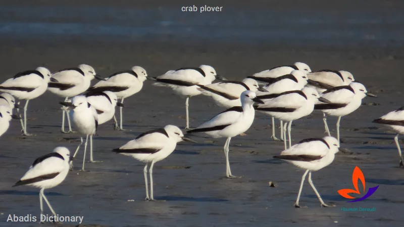 crab plover